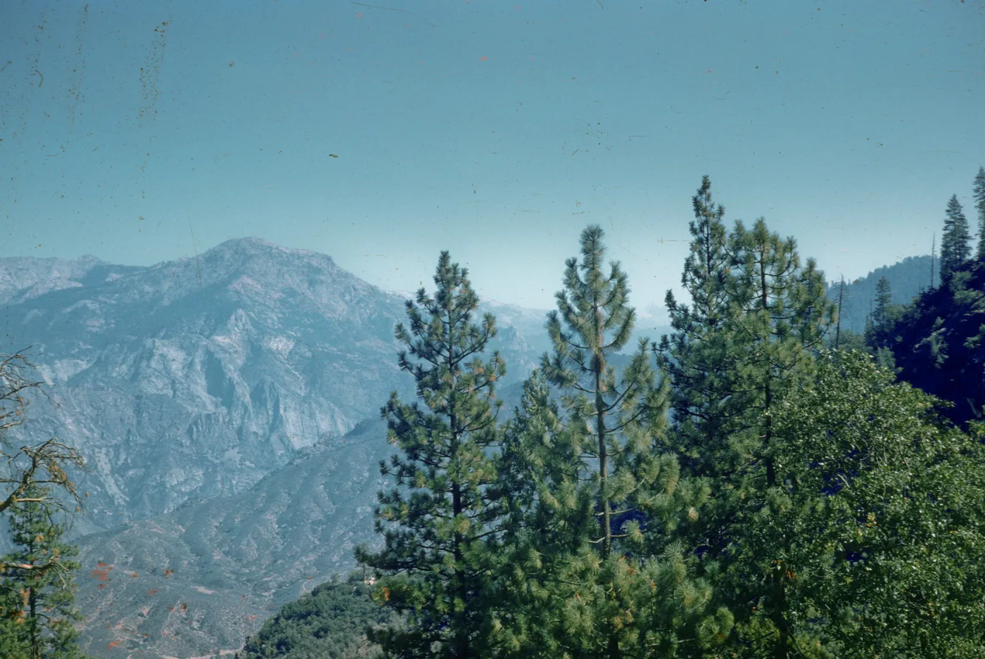 incense cedar, yellow pine, Kings River Canyon, Yosemite
