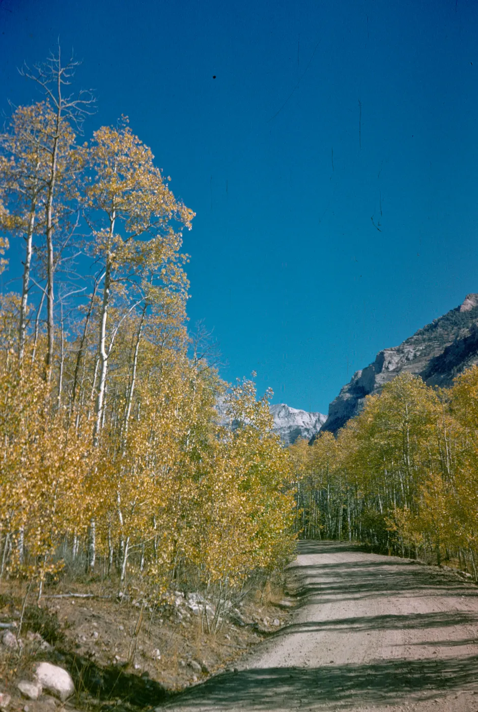 aspen in fall color