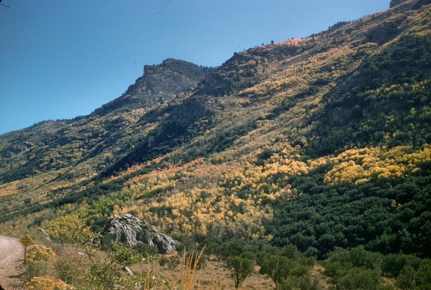 aspen in fall color, lower Lamoille