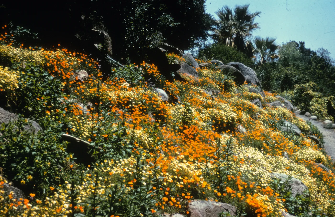 Campbell Trail rock garden 1962