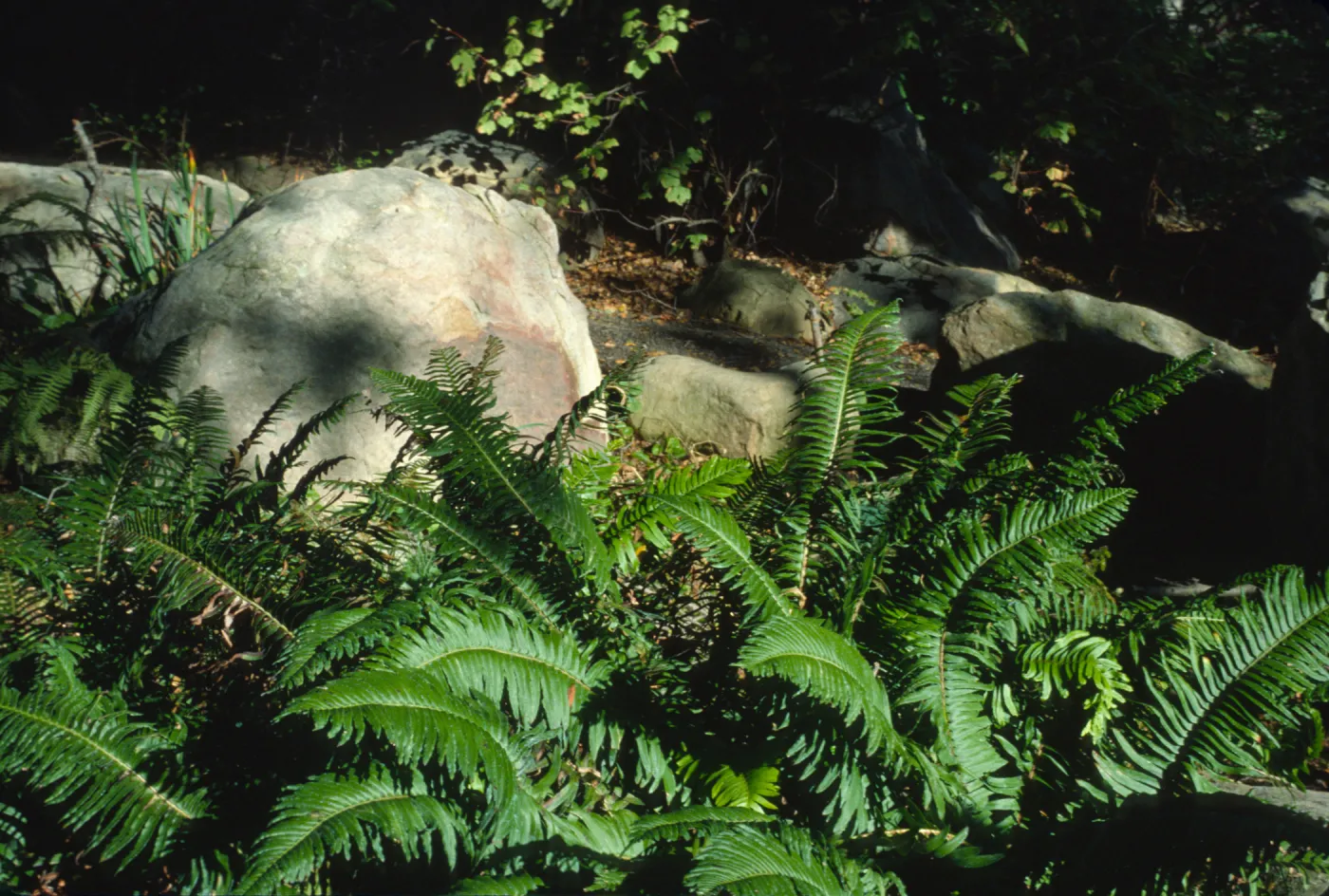 ferns in Mission Canyon