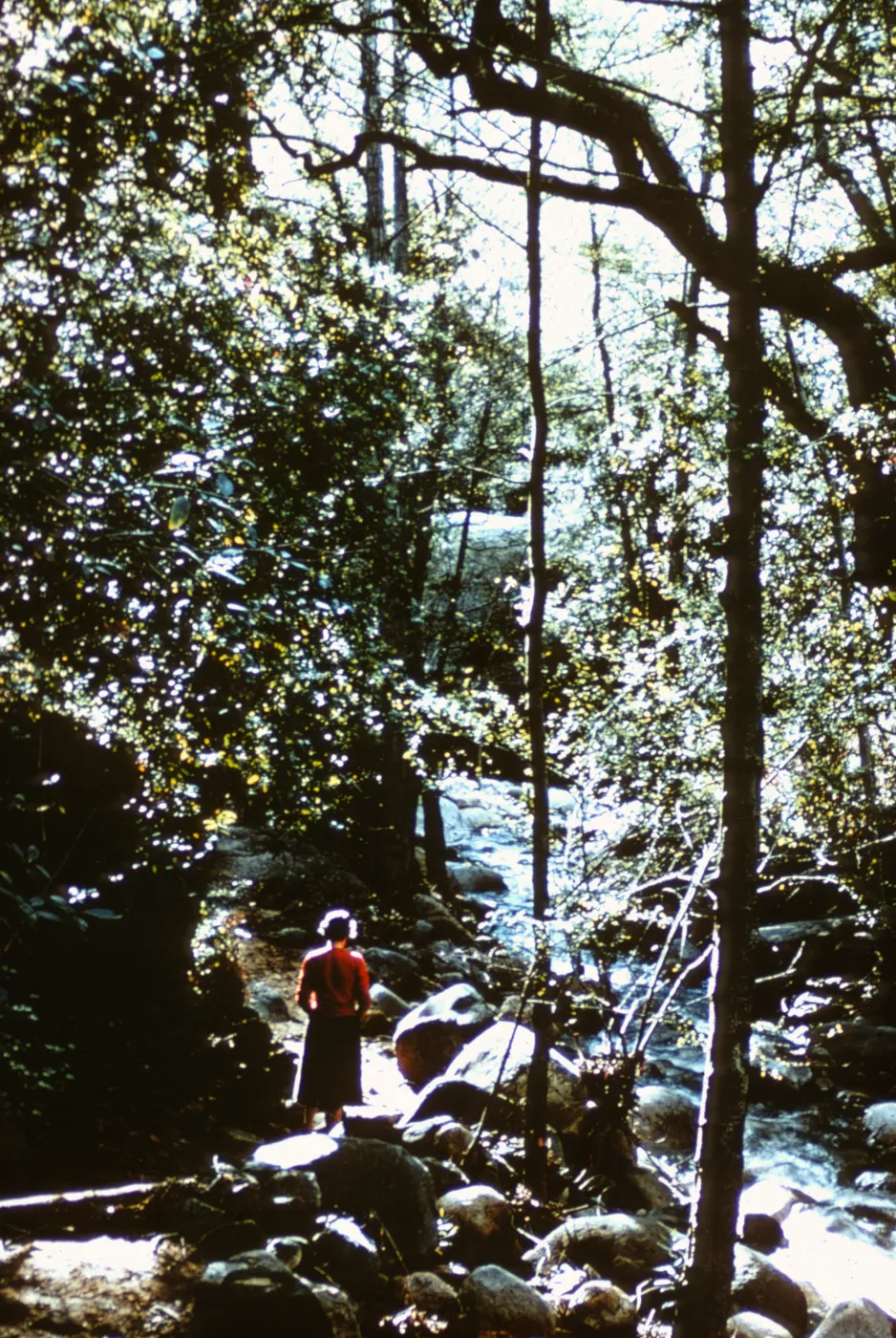 walking the Canyon Trail along Mission Creek, SBBG