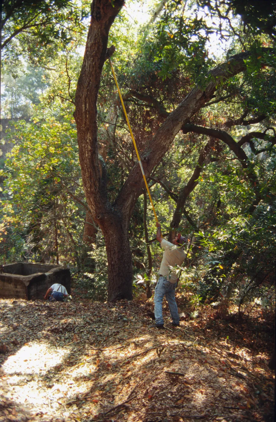 trimming an oak tree, working on the old Mission Aqueduct