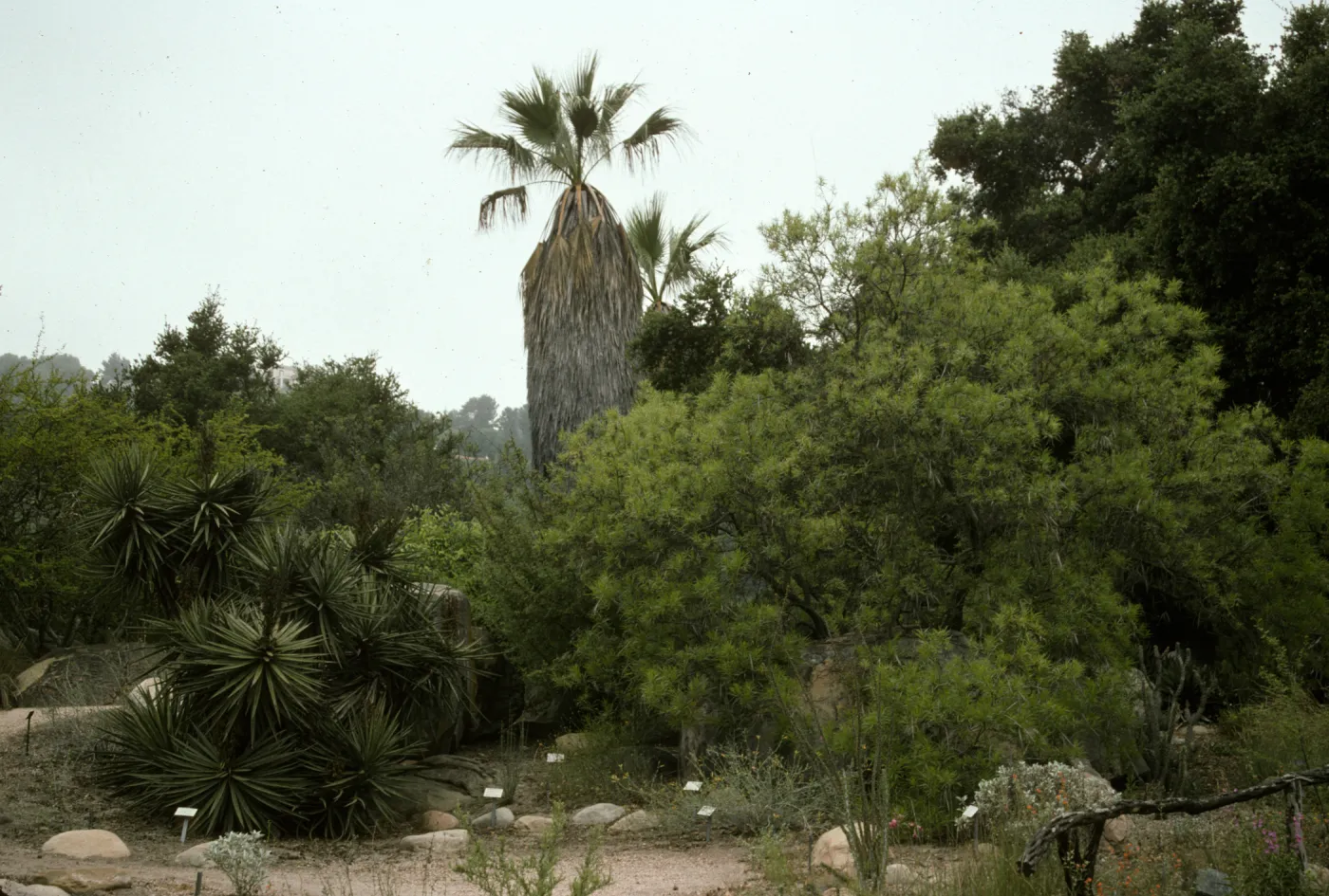 SBBG Desert Section