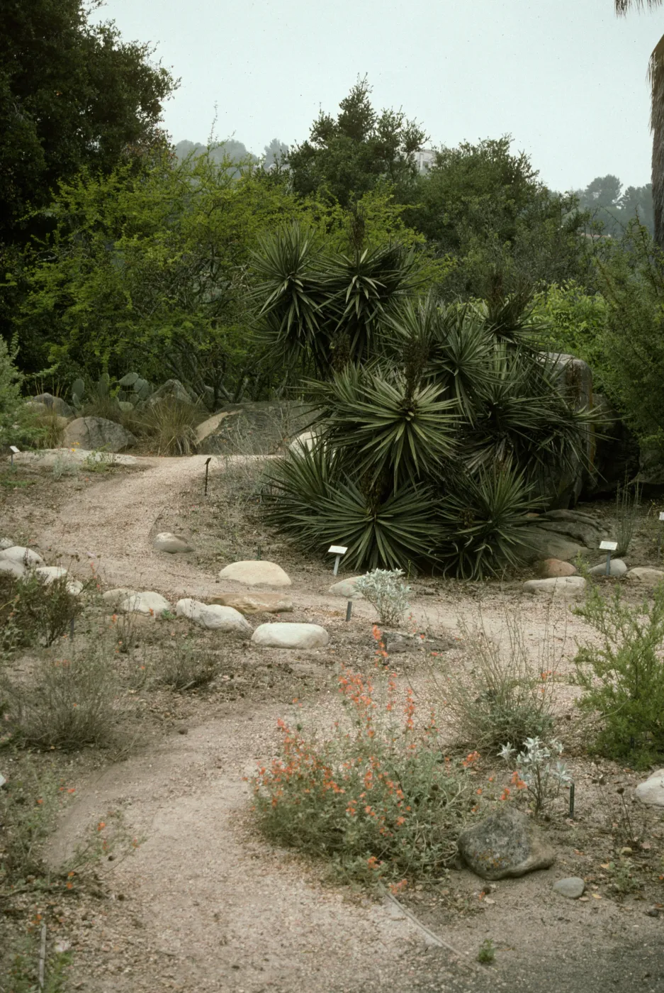SBBG Desert Section