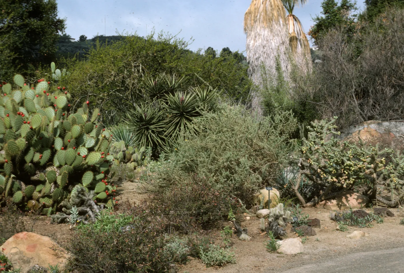 SBBG Desert Section