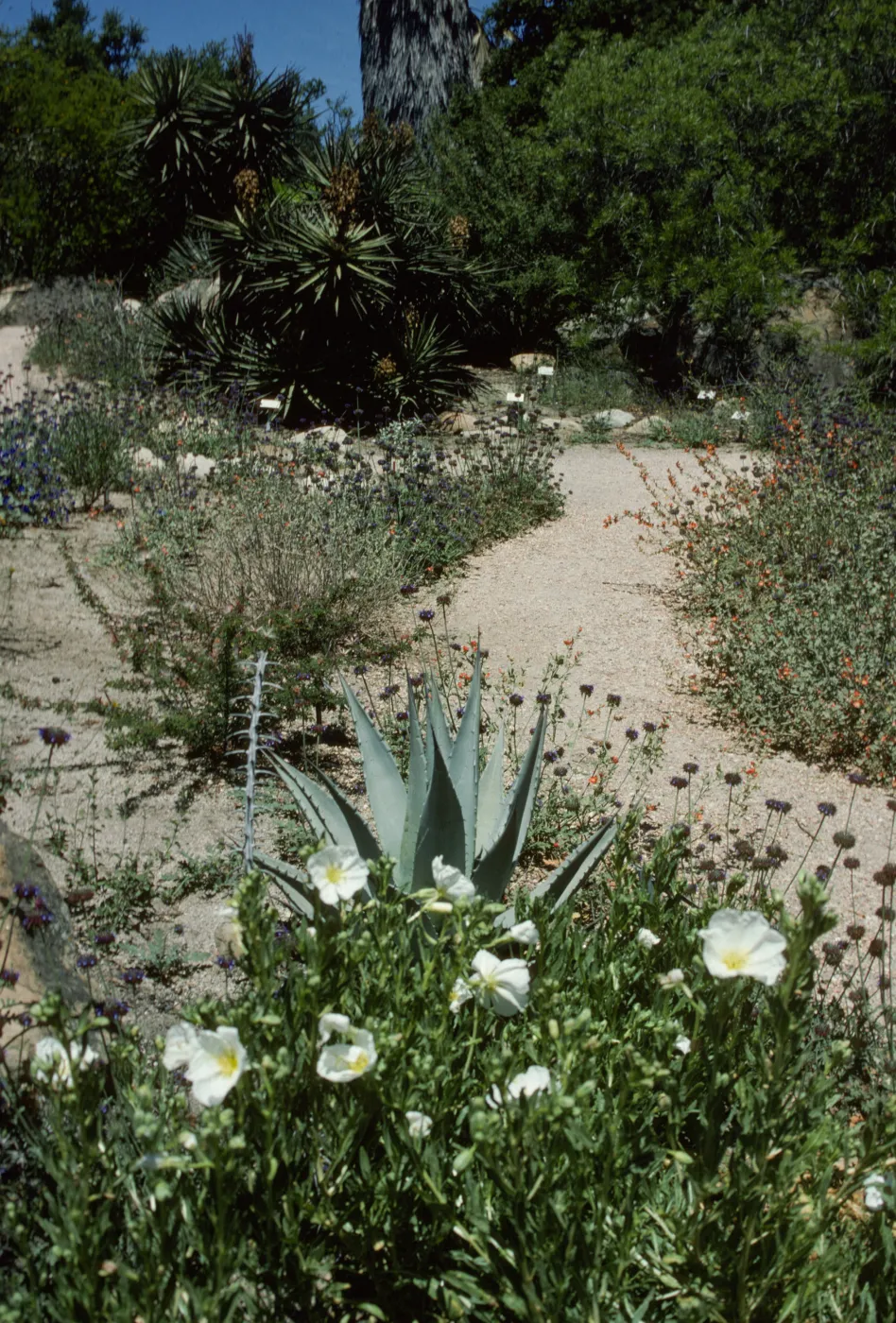 Desert wash, SBBG Desert Section