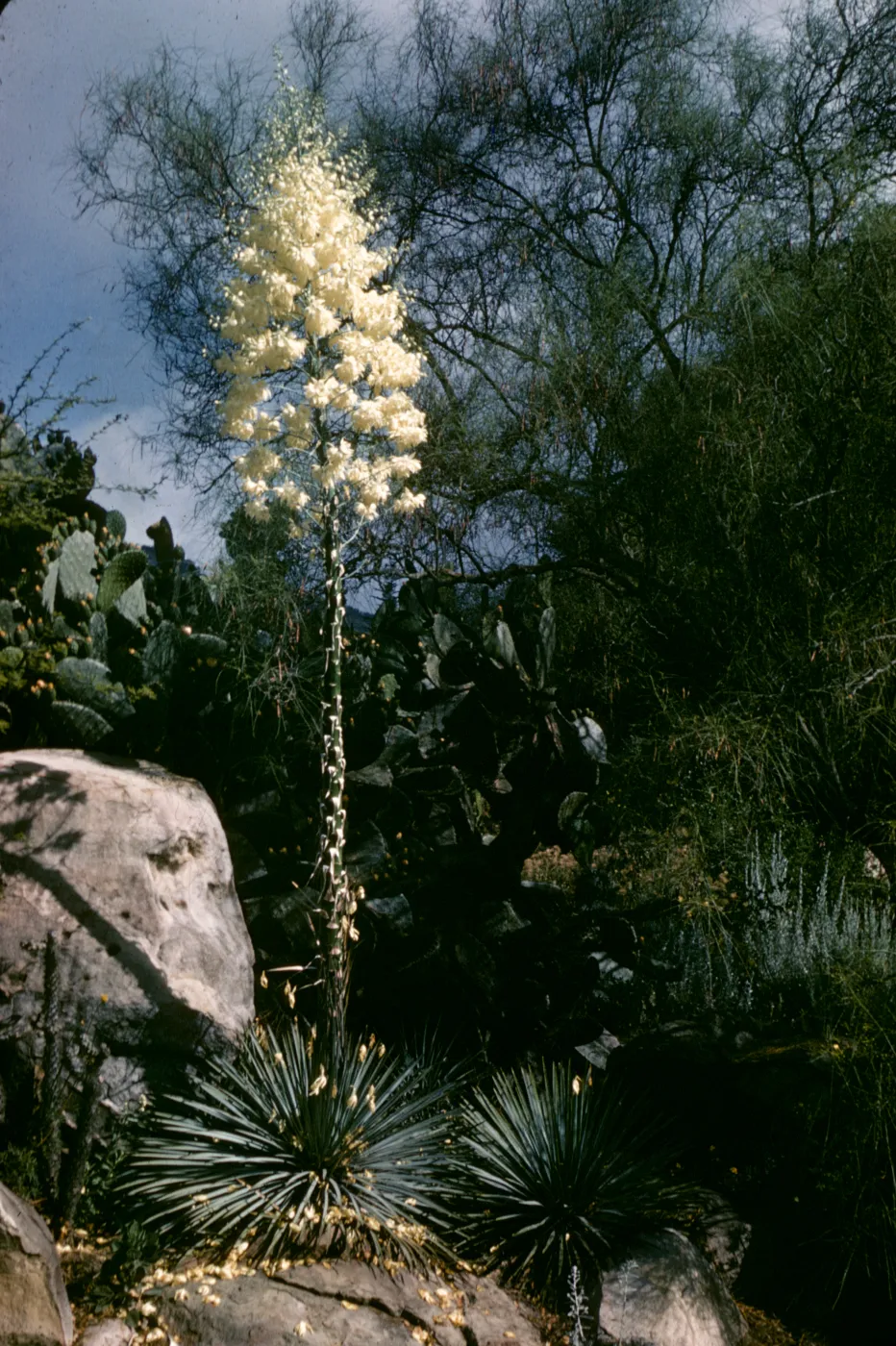SBBG Desert Section