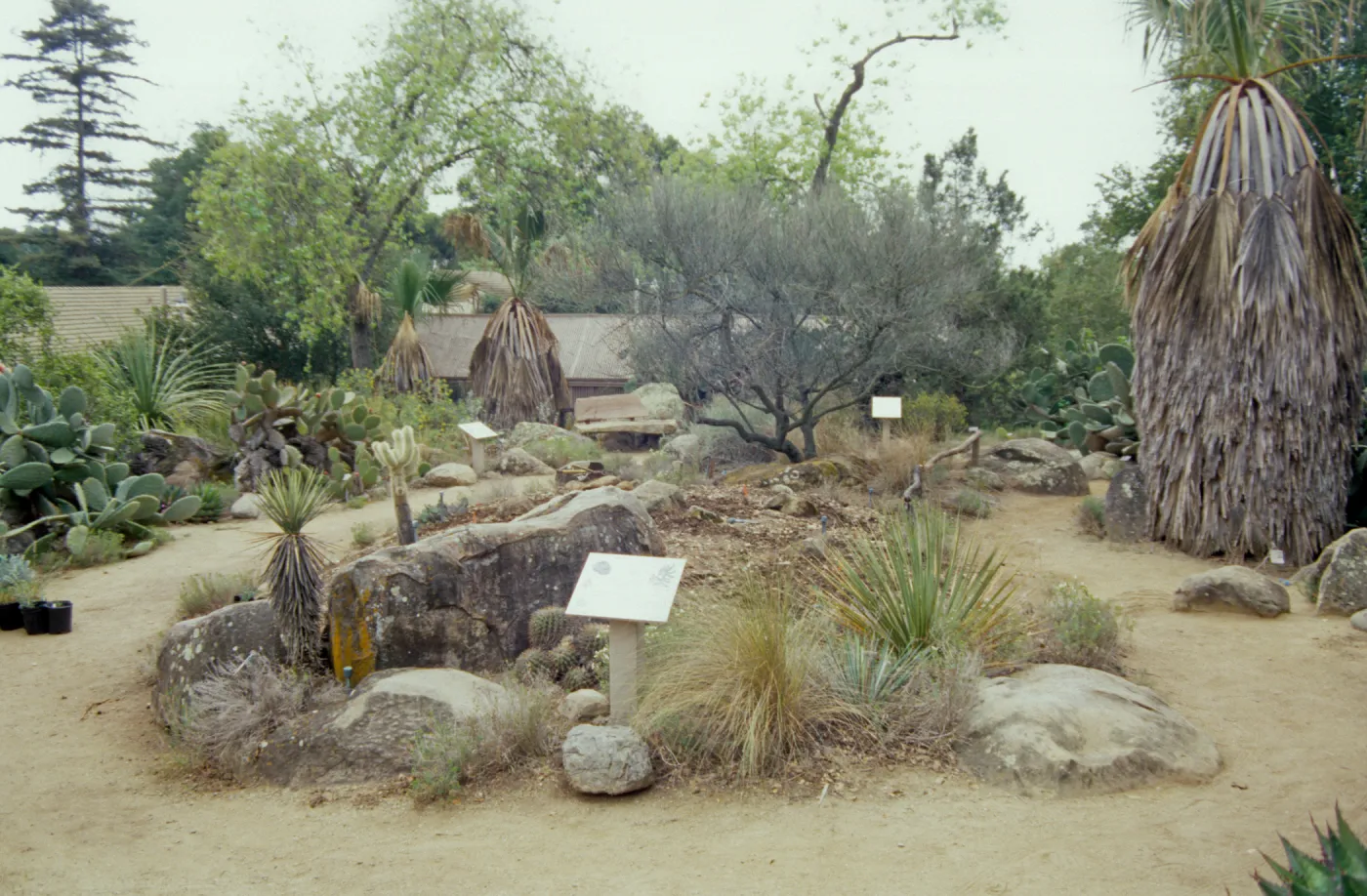 the Desert Mound, in progress
