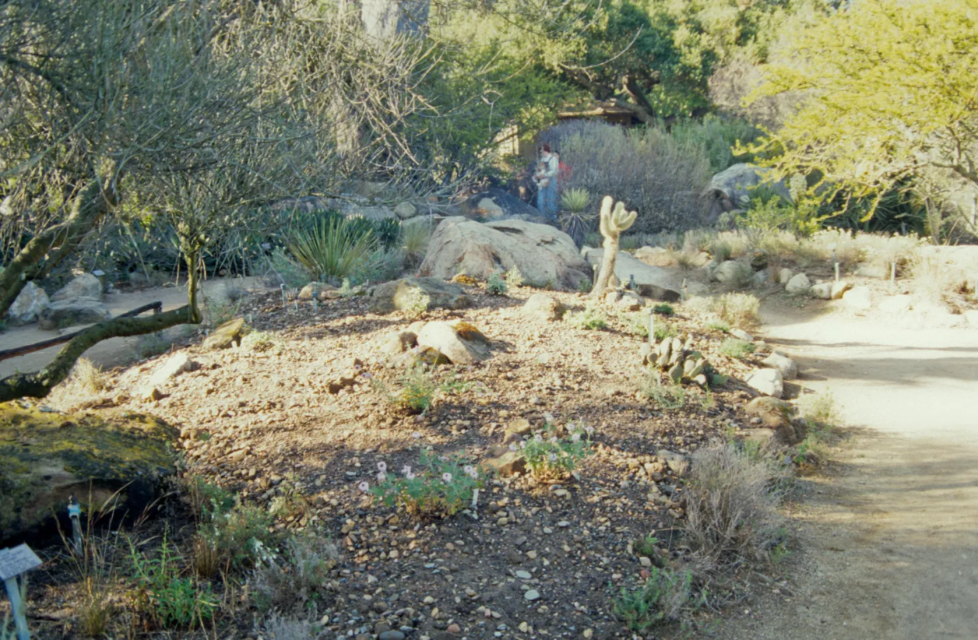 the Desert Mound, in progress