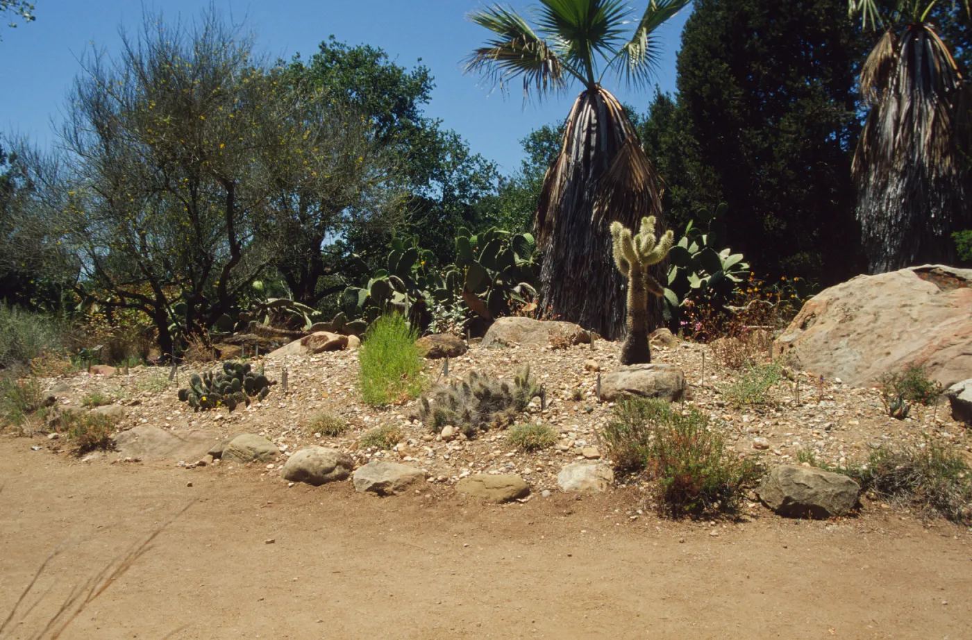 the Desert Mound