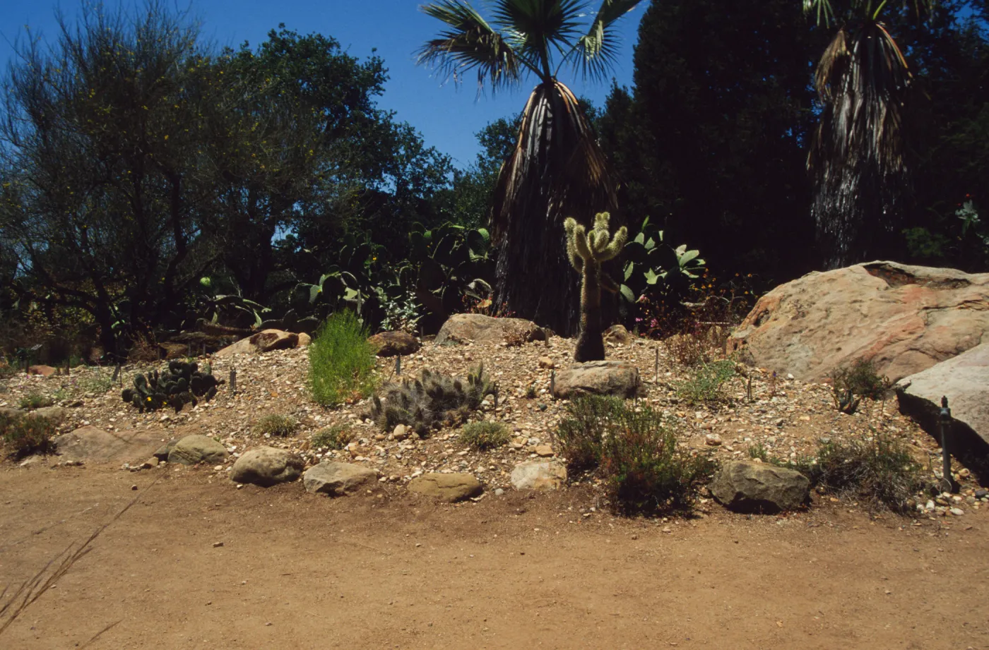 the Desert Mound