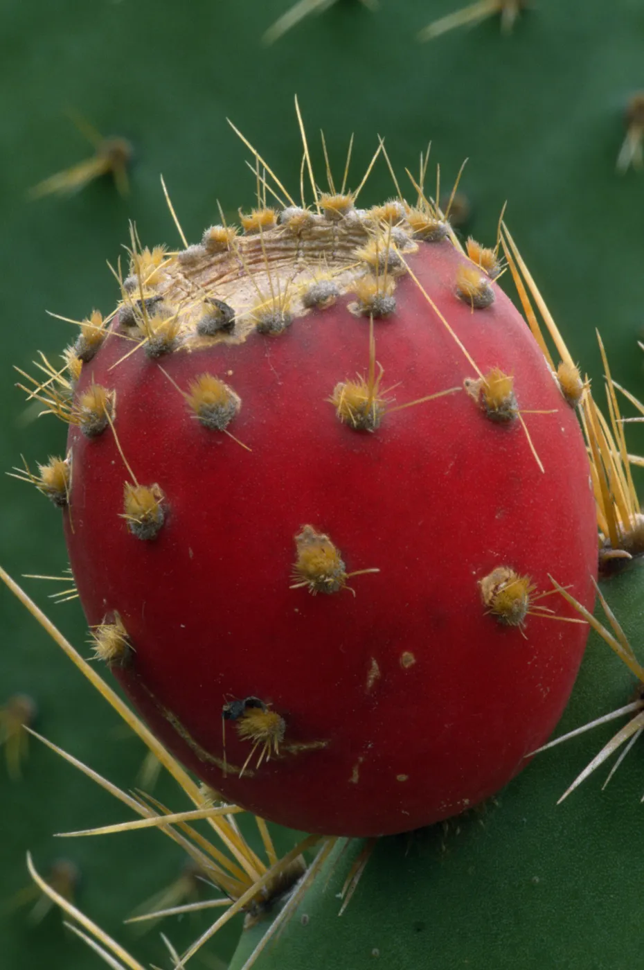 Opuntia (Prickly-pear) fruit