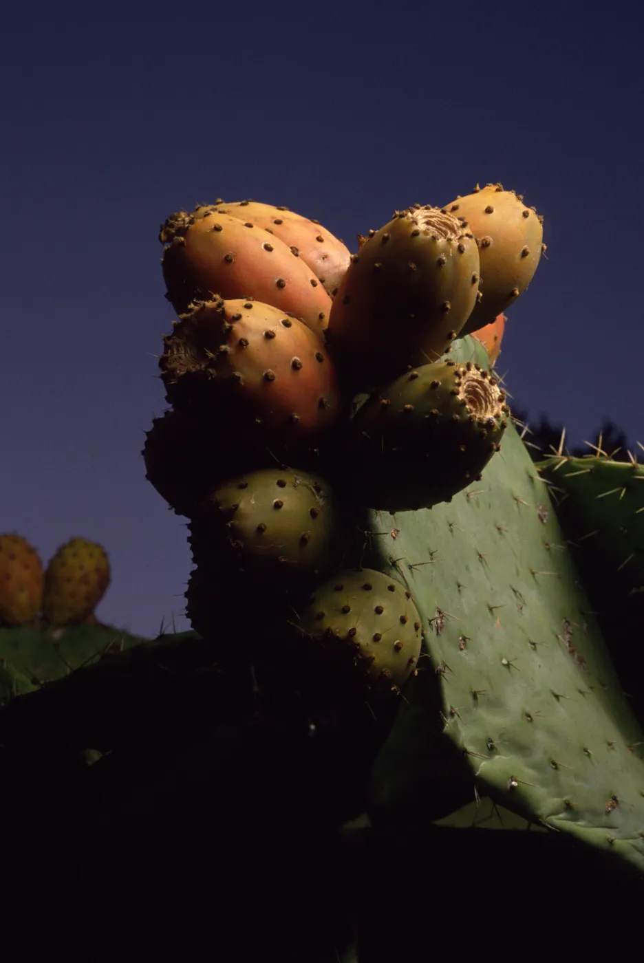 Opuntia (Prickly-pear) fruit