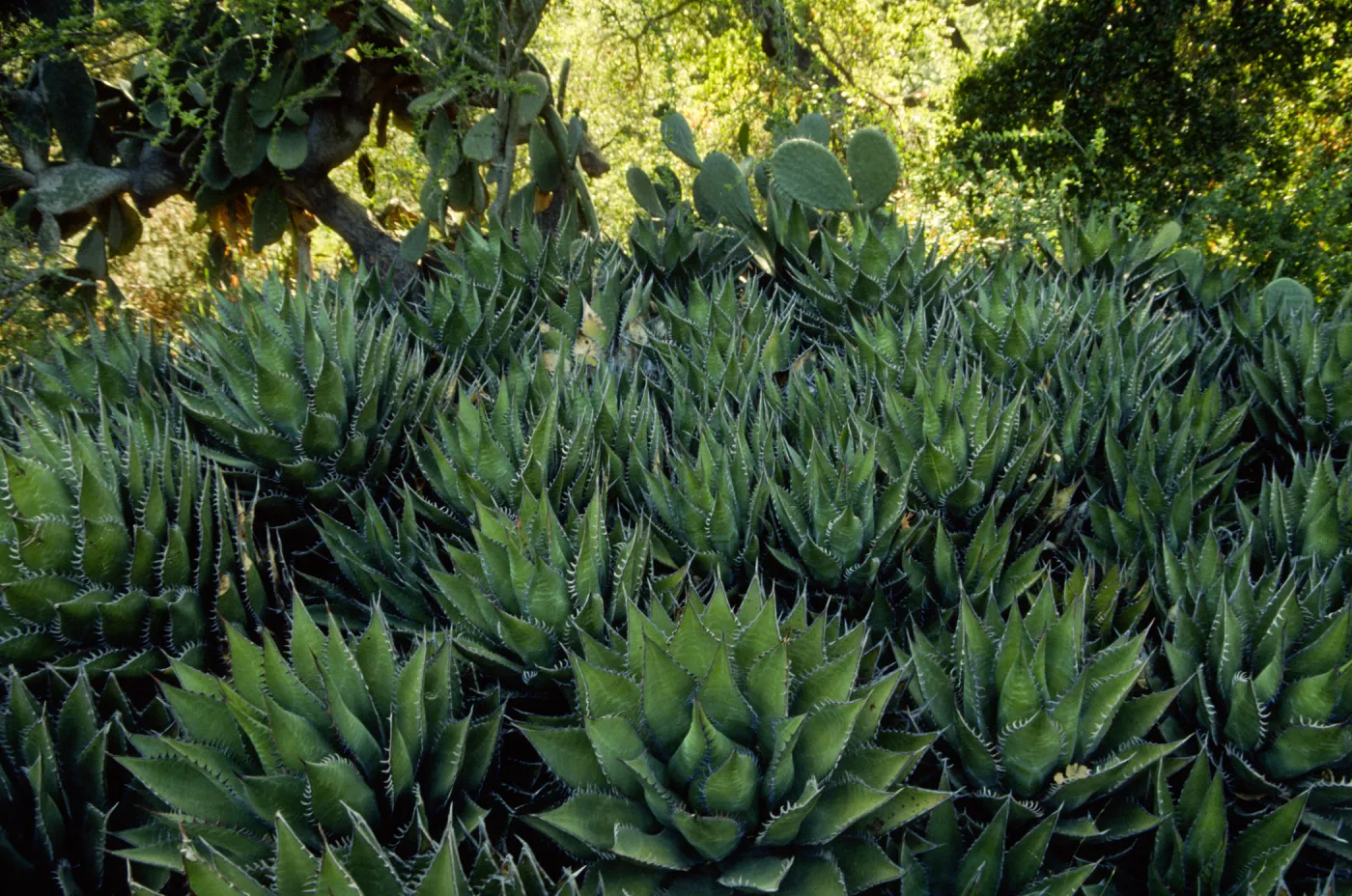 Agave shawii 