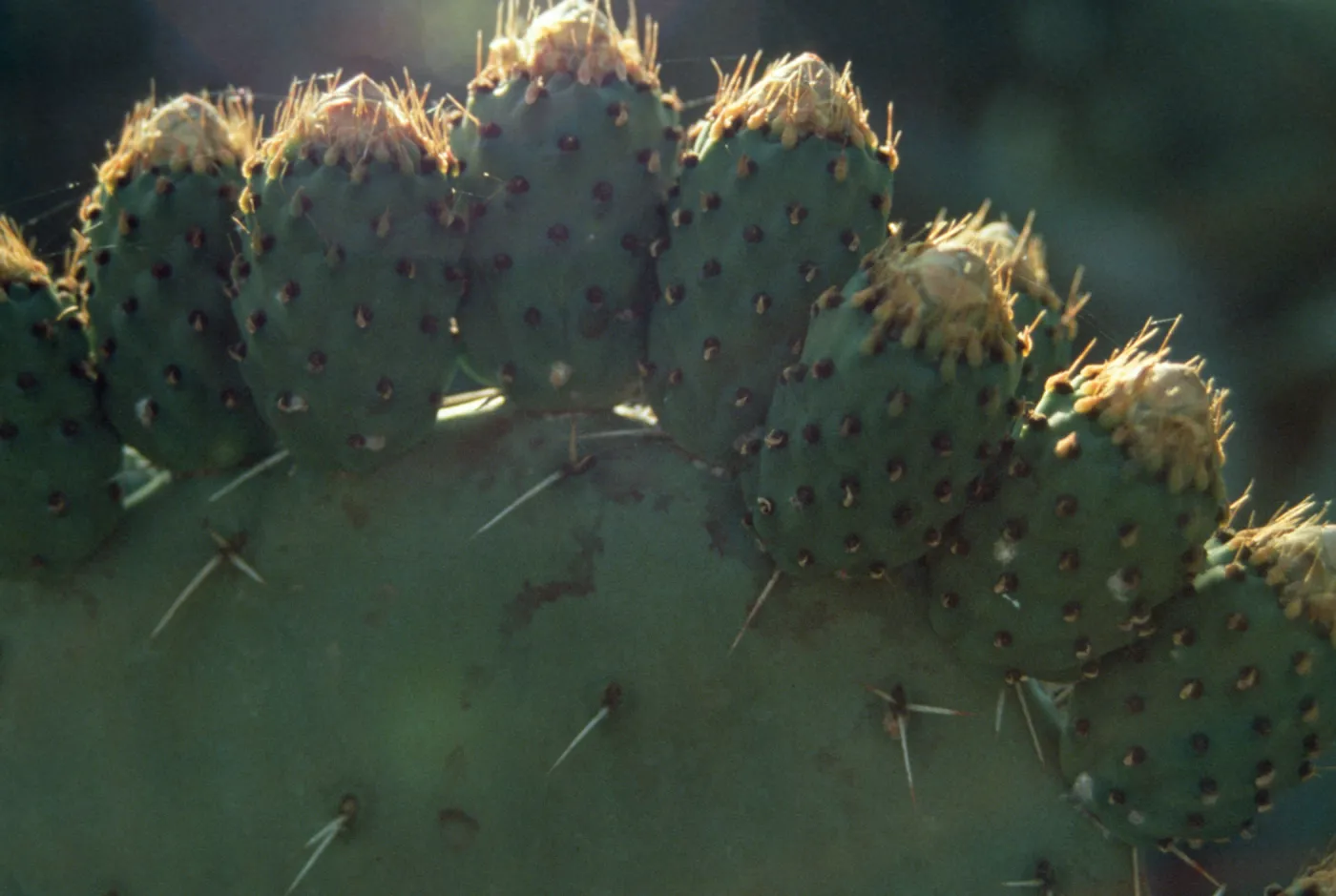 Opuntia littoralis fruits