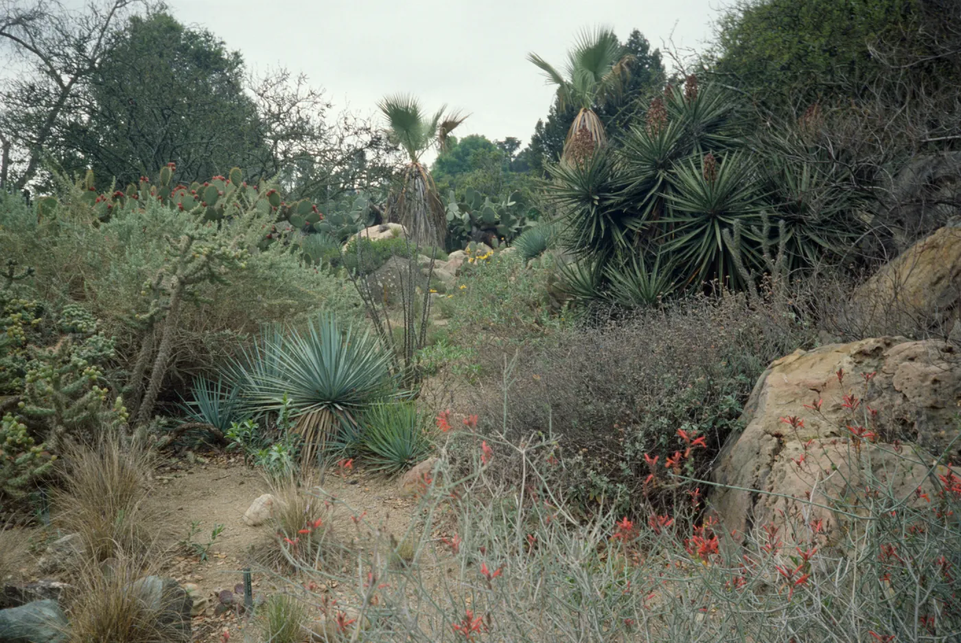 Desert Section, SBBG