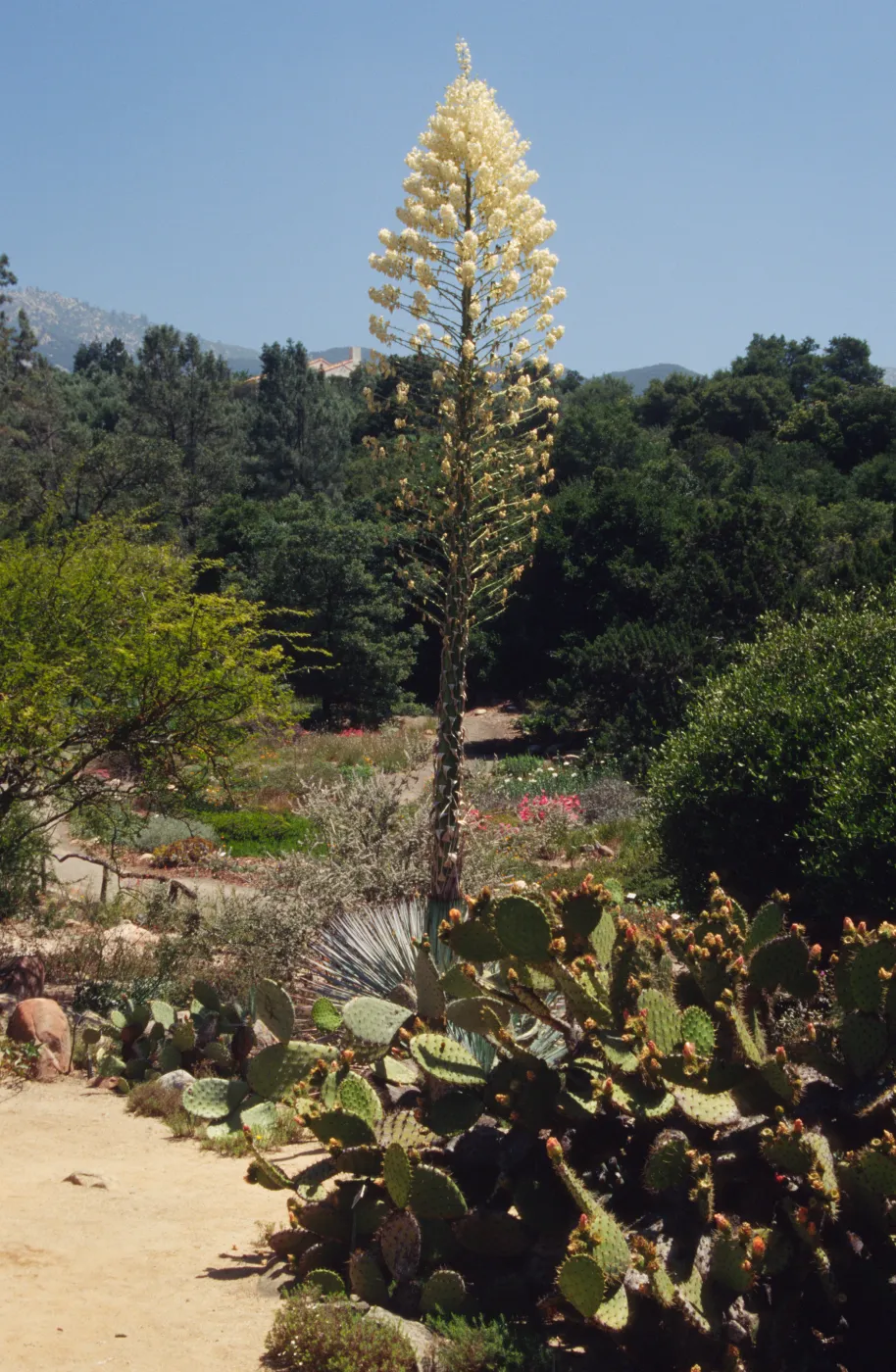 Yucca whipplei 
