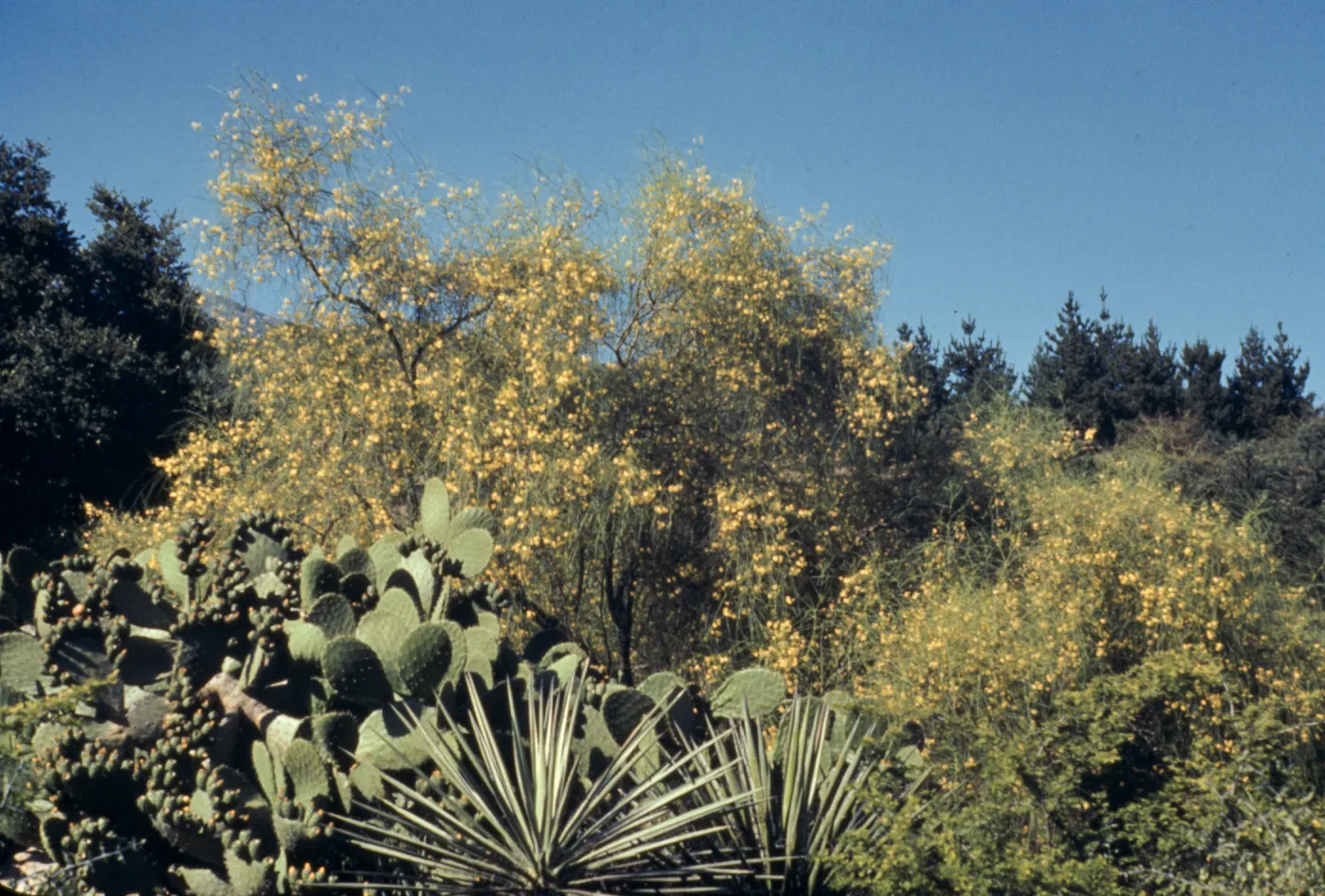 SBBG Desert Section