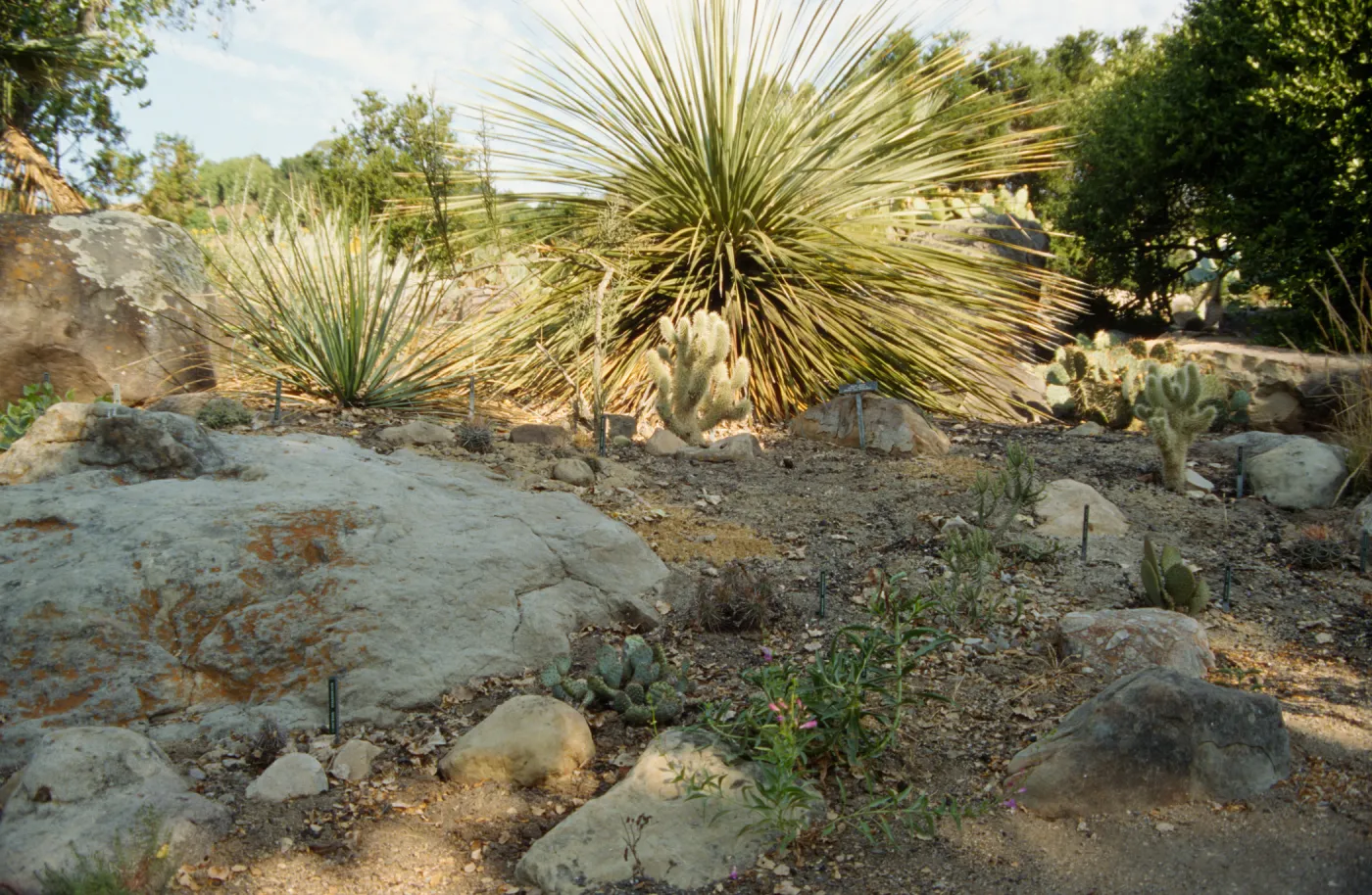 SBBG Desert Section