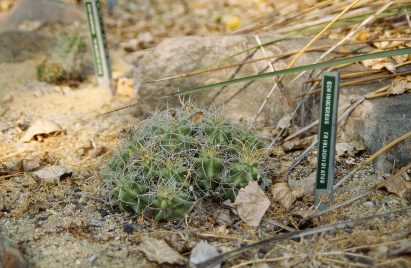 Echinocereus triglochidiatus