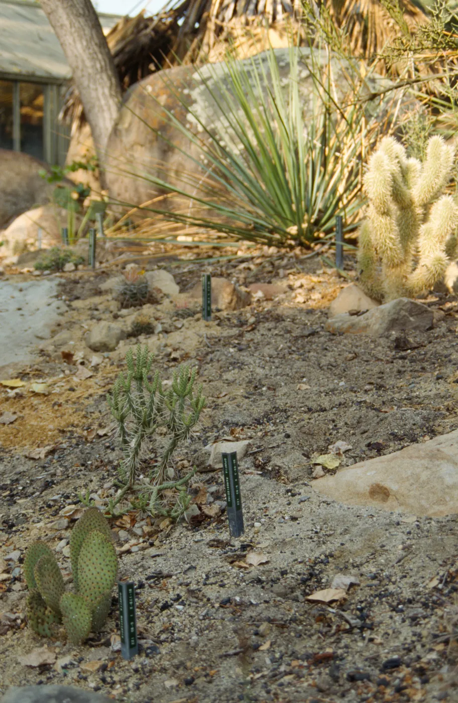 cactus species growing in SBBG Desert Section