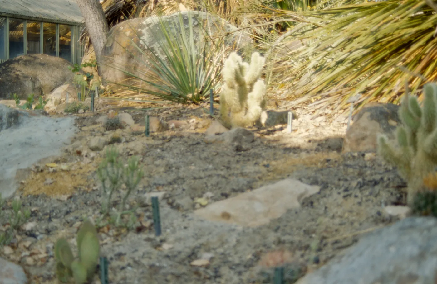 SBBG Desert Section