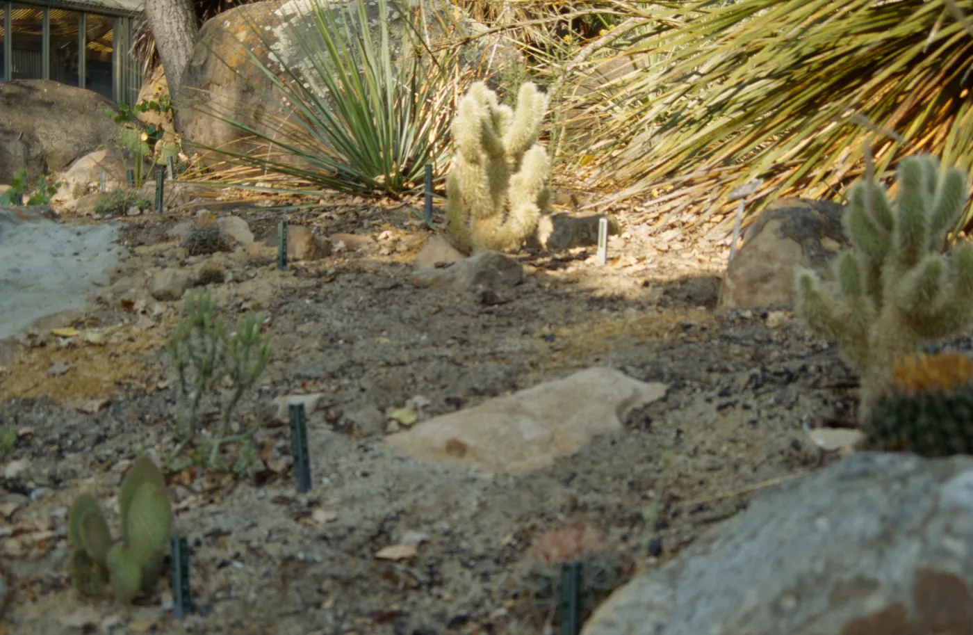 SBBG Desert Section
