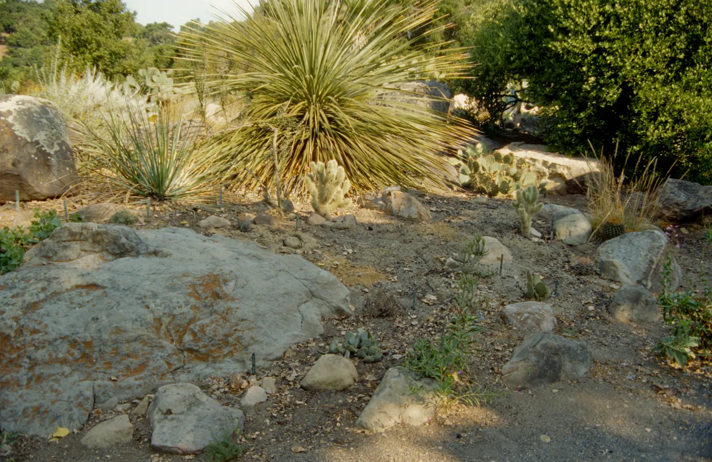 SBBG Desert Section