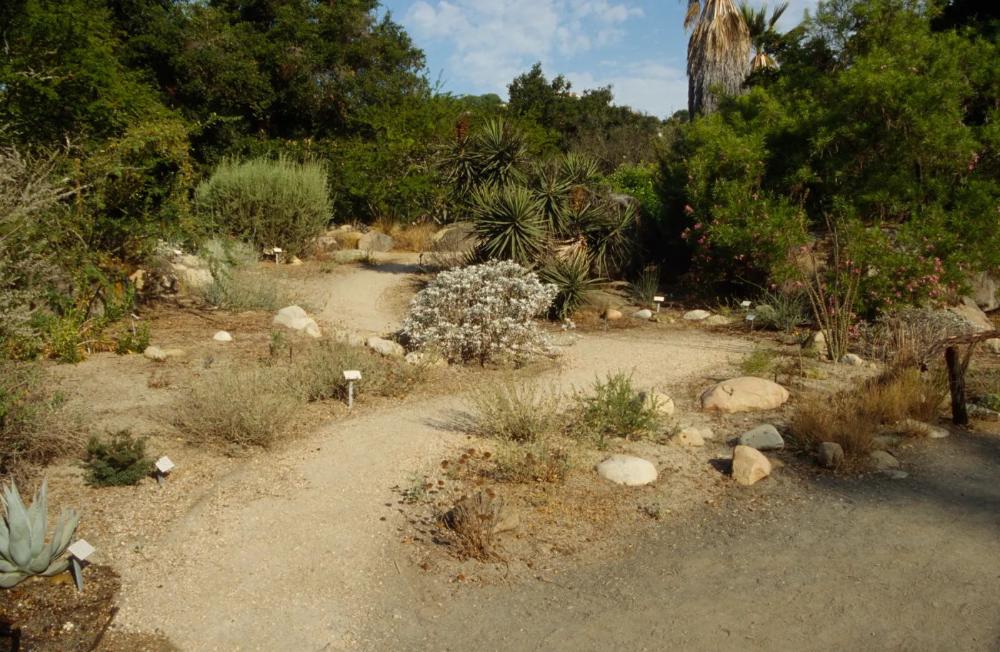 SBBG Desert Section