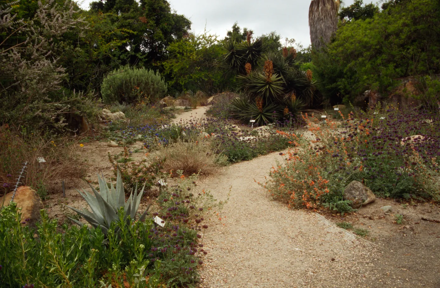 SBBG Desert Section, desert wash