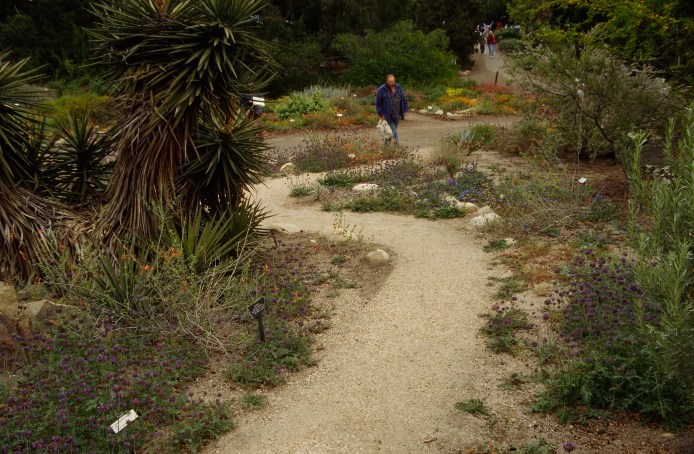 SBBG Desert Section, desert wash