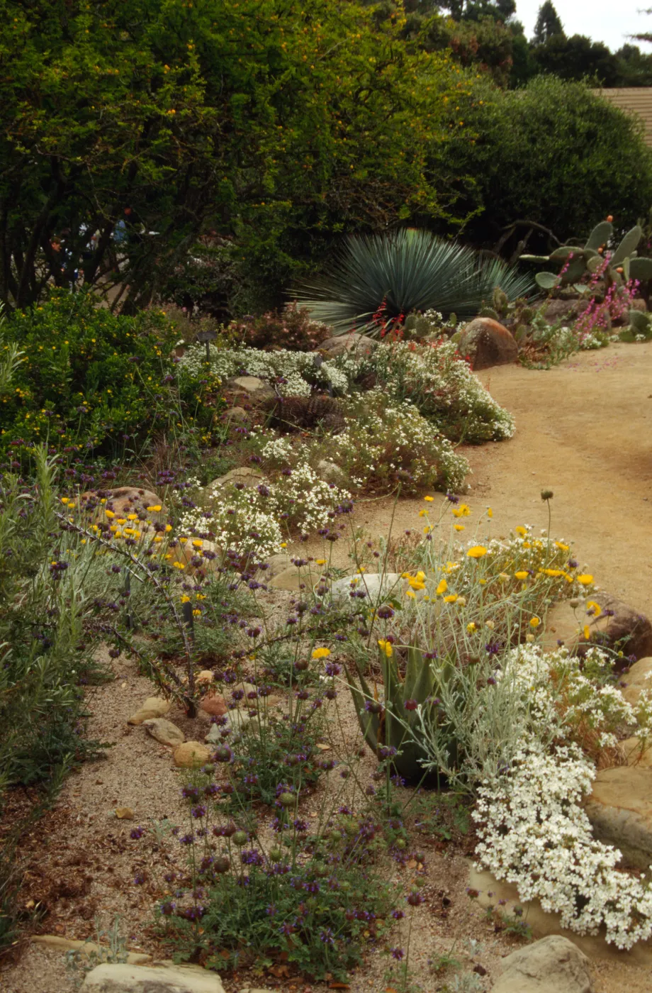 SBBG Desert Section, desert wash in bloom