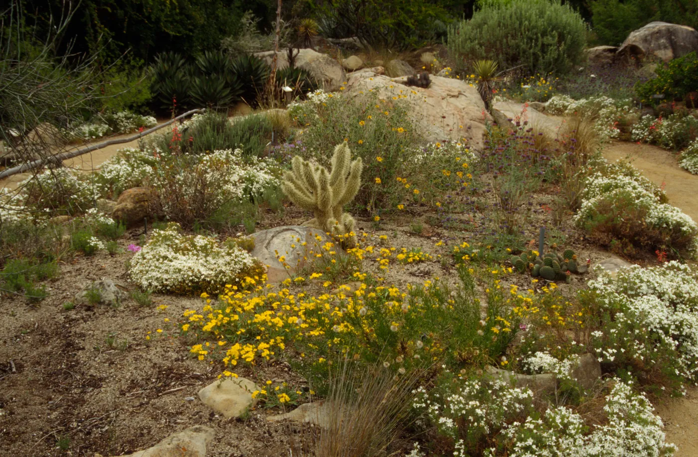 wildflowers bloom in the SBBG Desert Section
