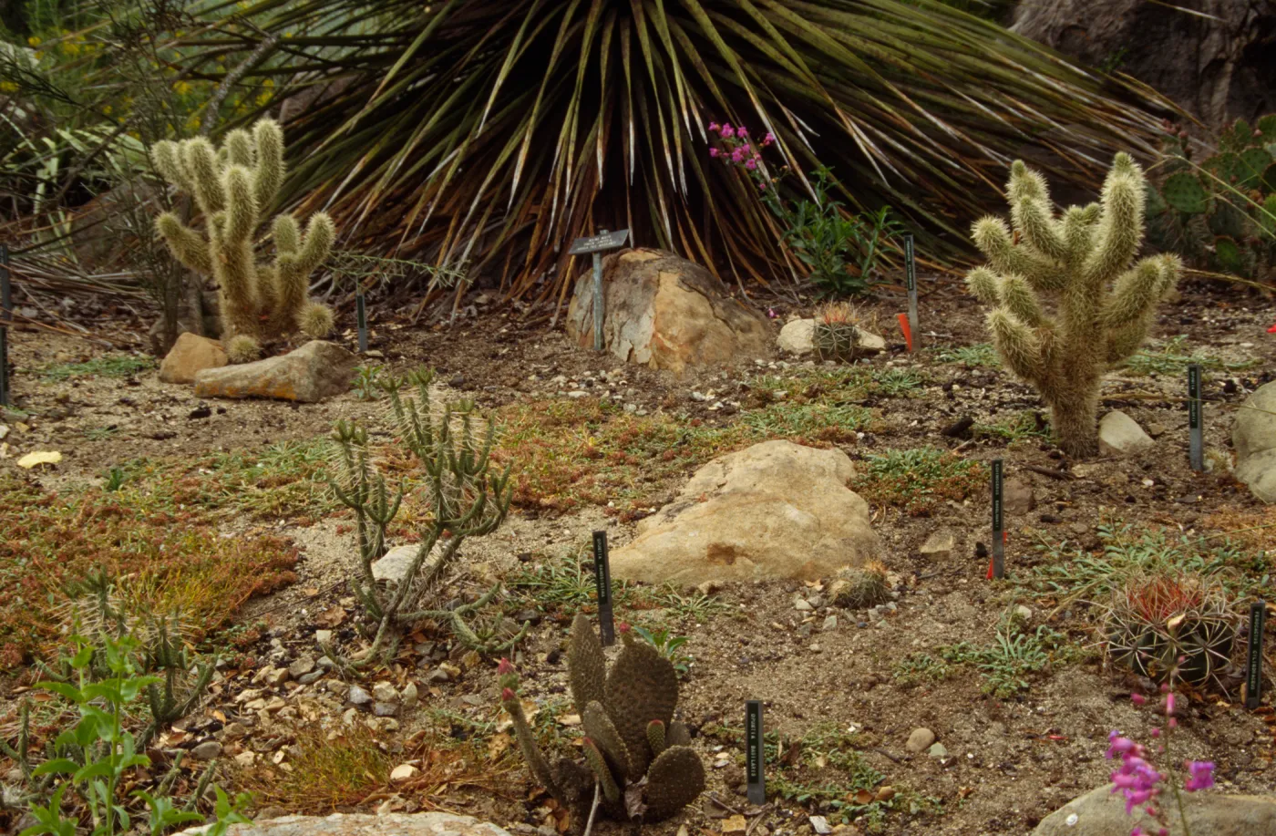 SBBG Desert Section