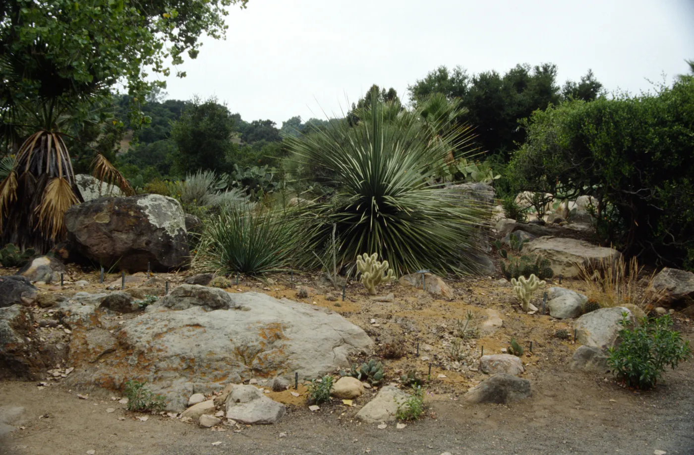 Desert Section in 1993