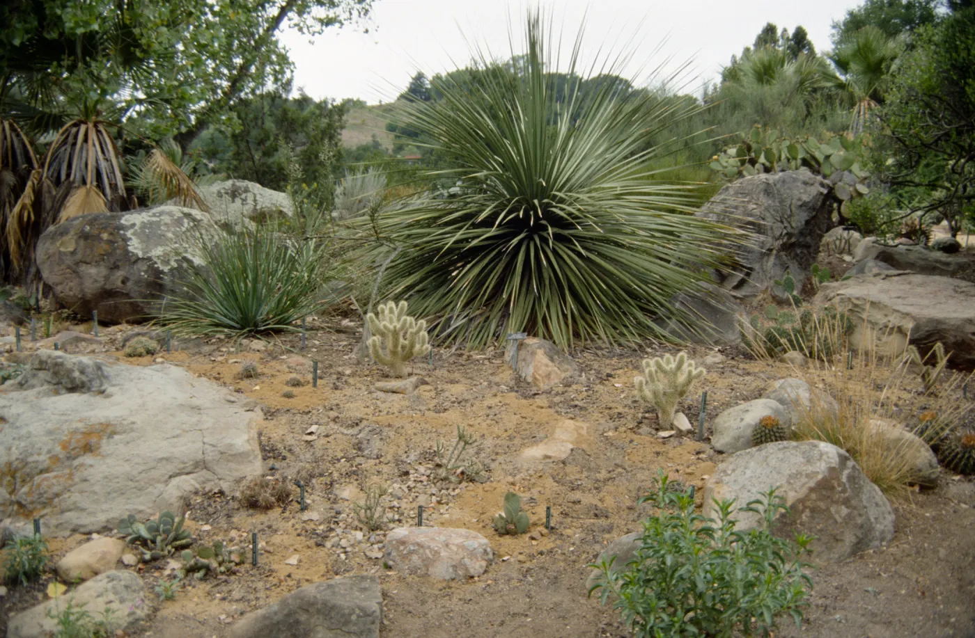 Desert Section in 1993