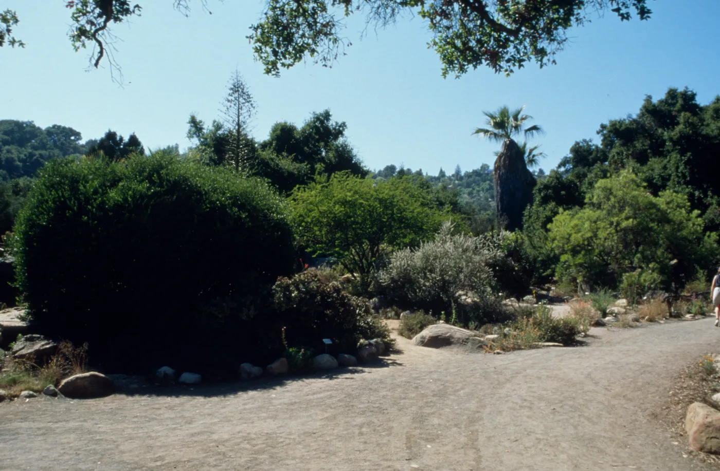 Jojoba in Desert Section