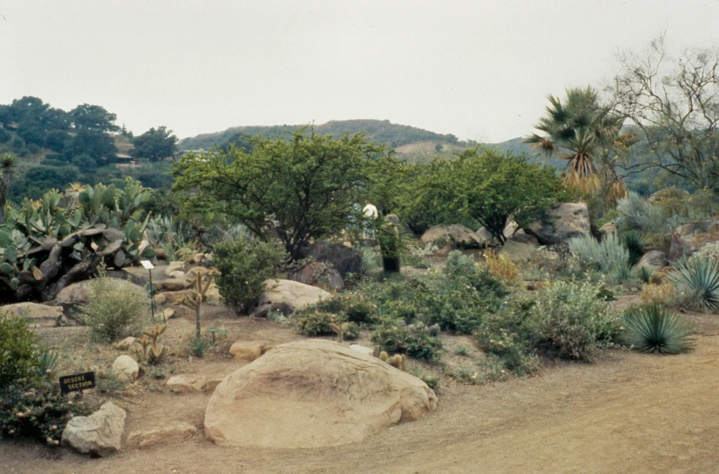 Desert Section in 1959
