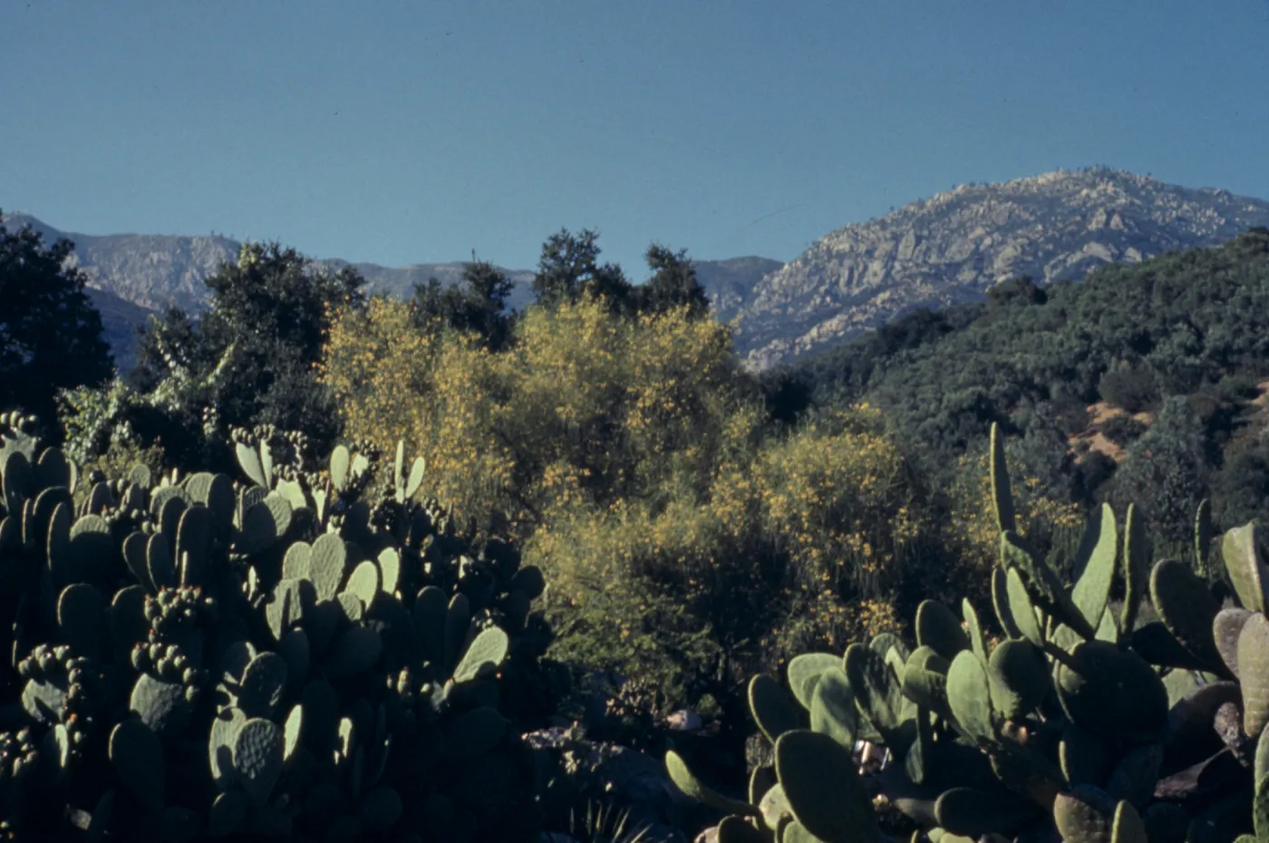 Desert Section