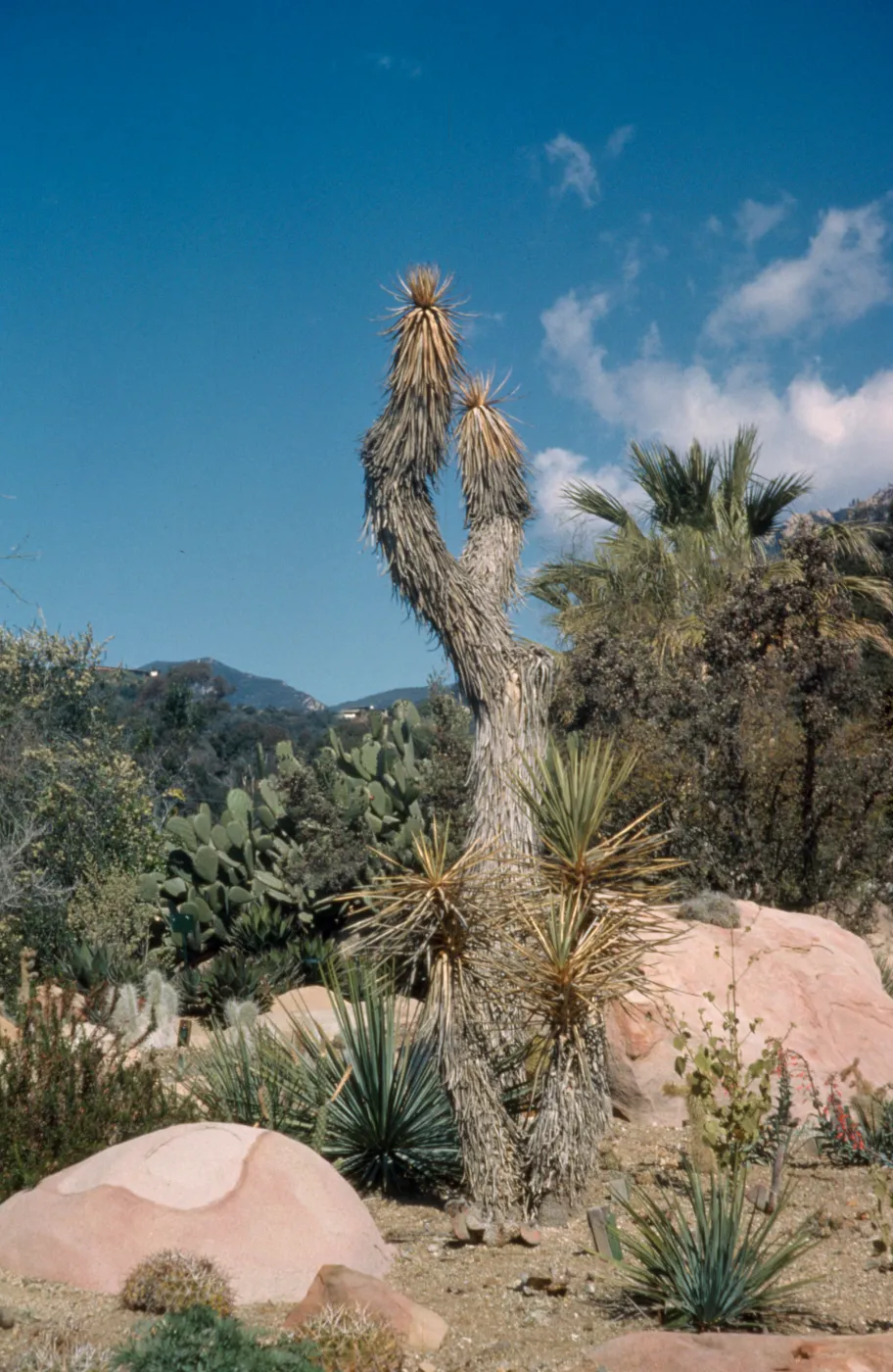 Desert Section