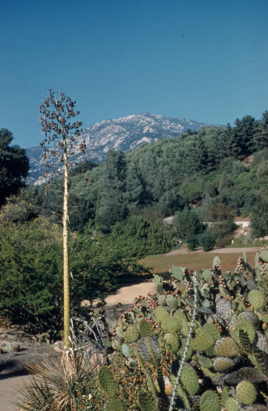 Desert Section, October 1956