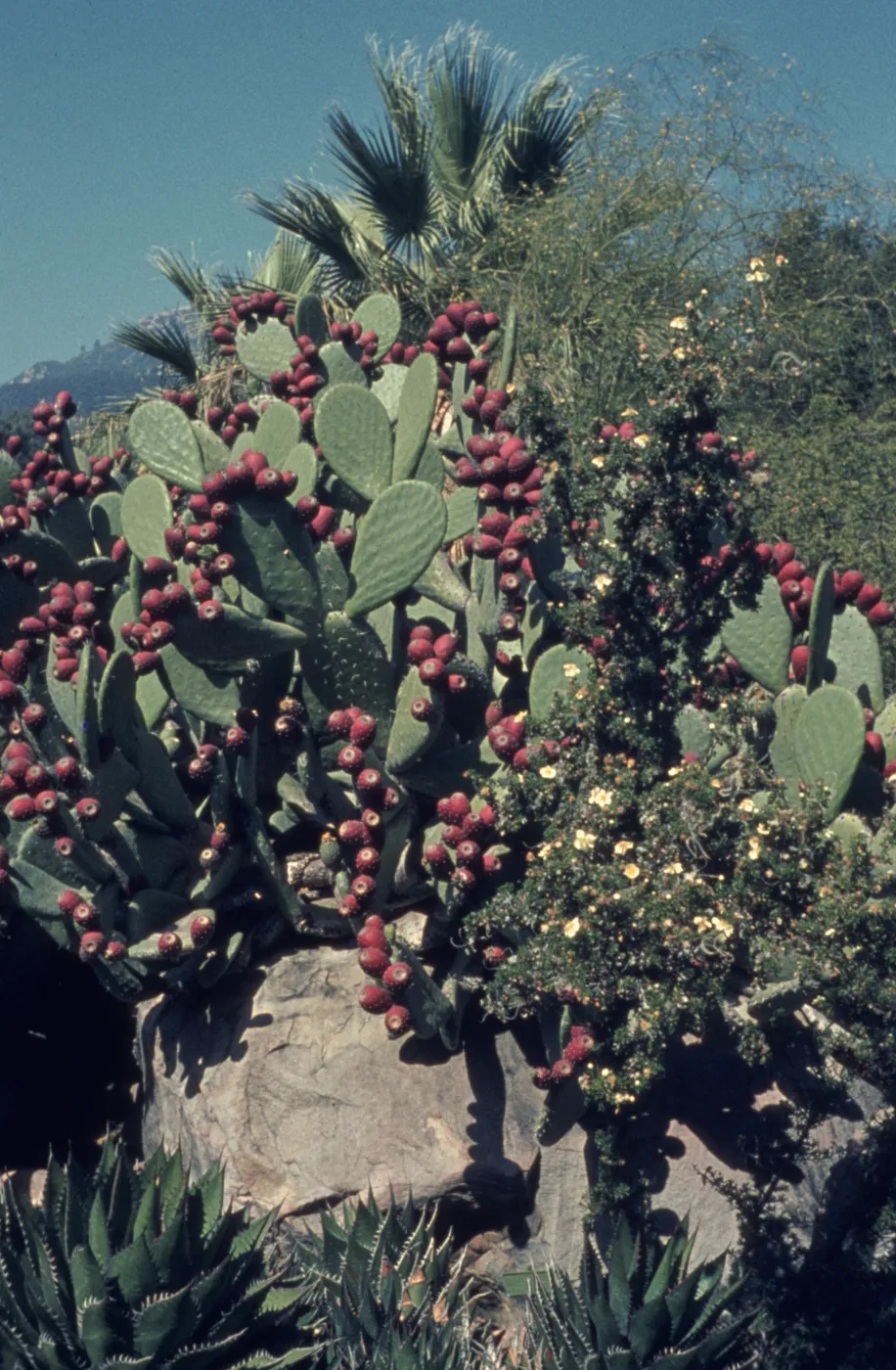 Desert Section, January 1963