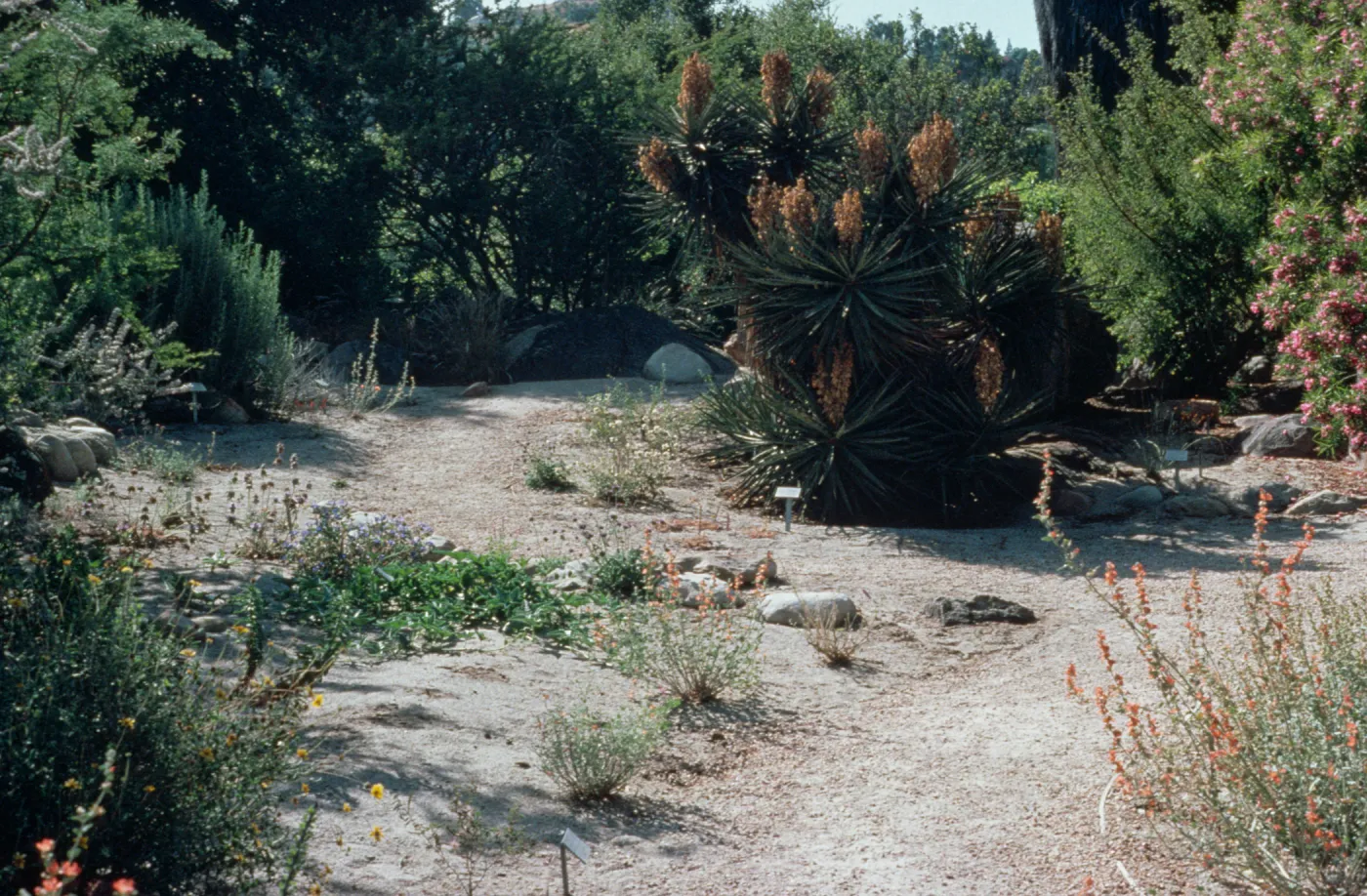 Desert Section