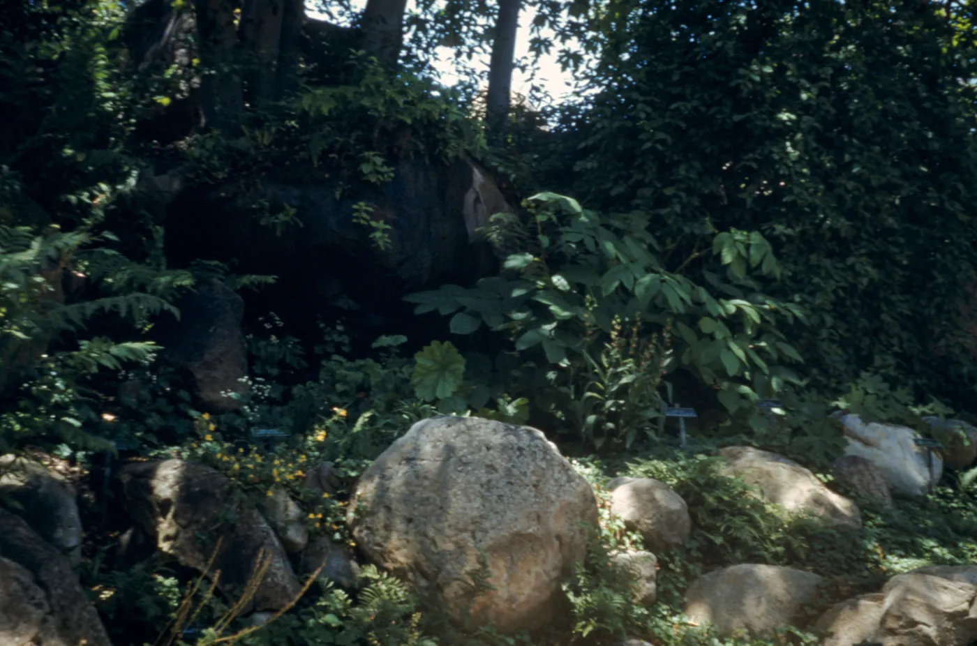 Dripping Rock, Arroyo Section, 1953