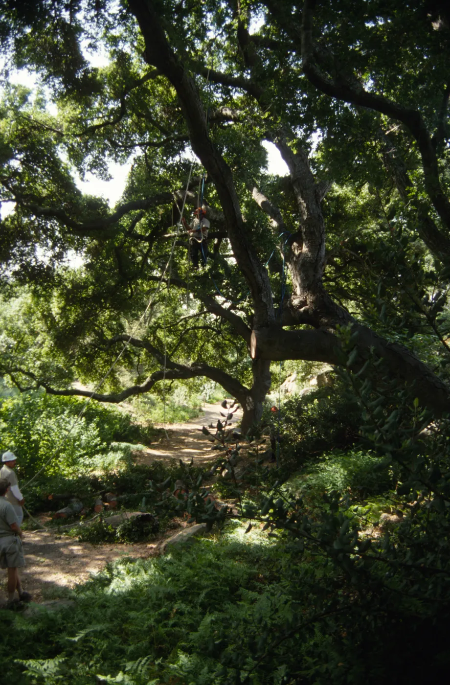 Pruning Oaks in Arroyo Section, 1998