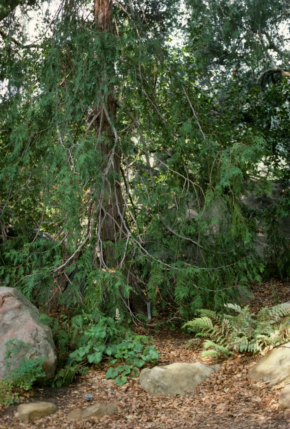 Redwood