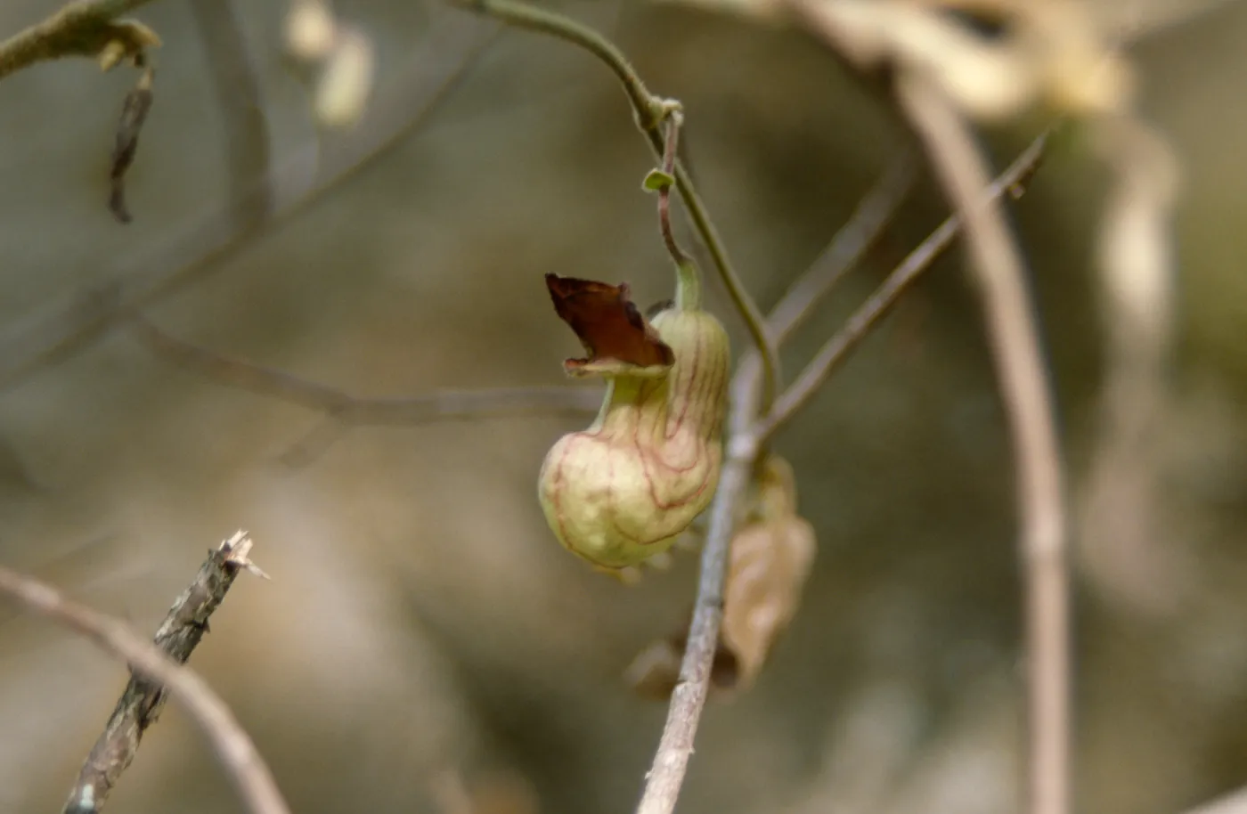 California Dutchman's pipe, Aristolochia californica 