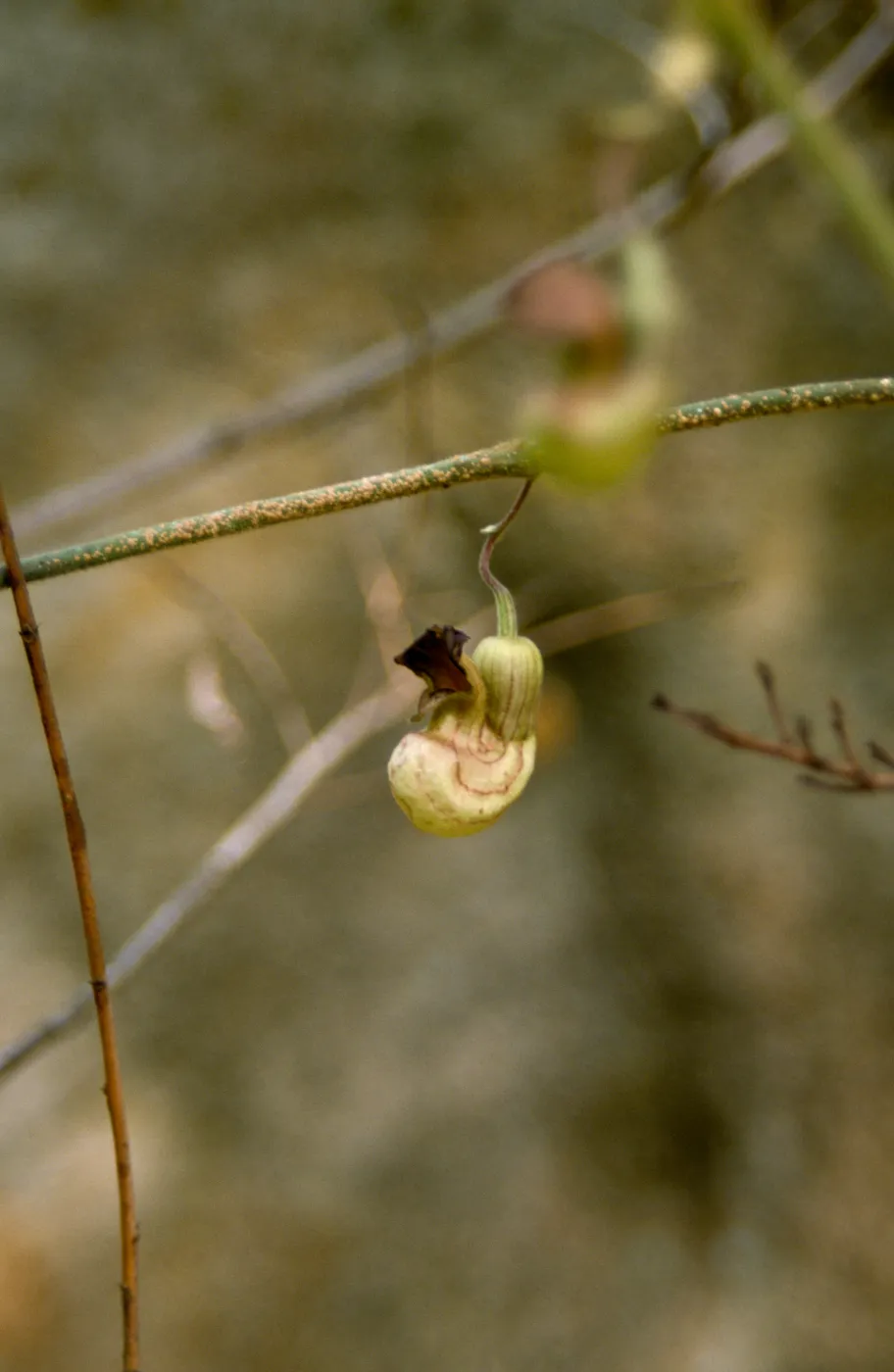 California Dutchman's pipe, Aristolochia californica 