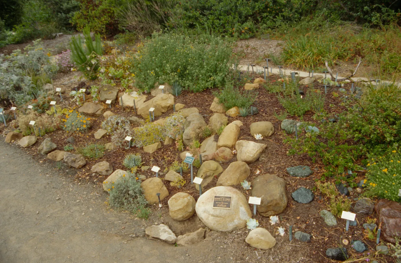 Dudleya Display